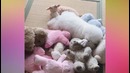 Забавные и Милые Собаки и Щенки. Очень милое видео