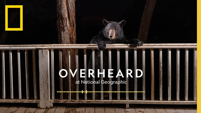 There’s a Bear in My Backyard | Podcast | Overheard at National Geographic
