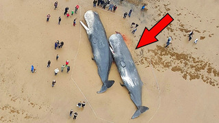 Вот почему трогать мертвого кита очень опасно
