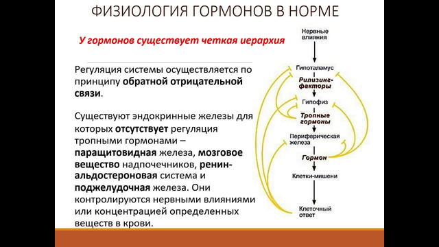 Kлассификация гормонов