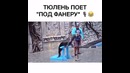 Тюлень поет под фанеру