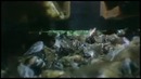 Пчелиные межрасовые войны