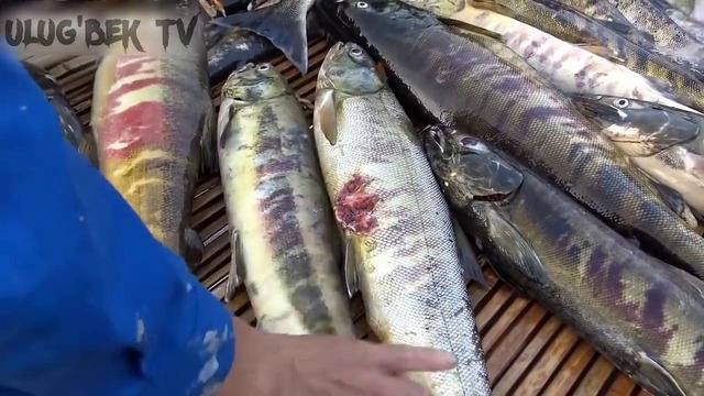 Бу Япон Оиласининг Ақлига Қоил, Ҳеч Кимнинг Калласига Келмаган Балиқ Тутиш Усули