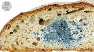 Что будет если съесть заплесневелый хлеб