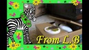 Кот в шоке