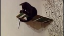 Смешные коты и кошки 2017. приколы с котами и другими животными