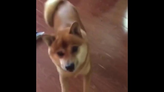 Borgore – Blast Ya (Borgor’s Dogs Edit)