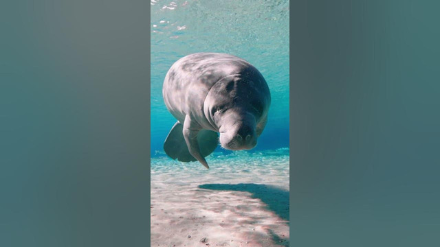 Due to their slow movement, manatees are often referred to as ‘sea cows’ #Manatee #Shorts #Ocean