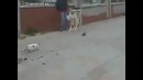 Кот не растерялся