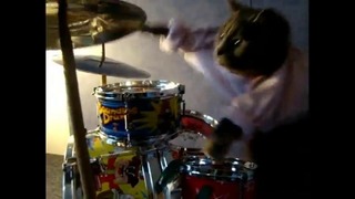 Лучший кот-барабанщик