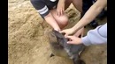 Тюленячьи нежности