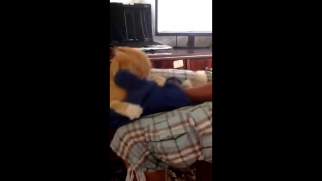 Кот убийца