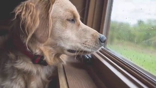Собака постоянно смотрела в окно. Когда хозяйка поняла, почему, её охватили эмоции