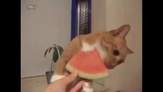 Кошка ест арбуз