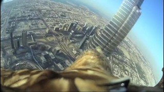 Полет орла с высоты 829 метров в Дубае