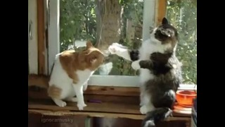 Бой котов