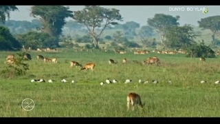 Ugandaning yovvoyi tabi’ati – Wild Uganda