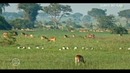 Ugandaning yovvoyi tabi’ati – Wild Uganda