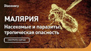 Малярия | Насекомые и паразиты: тропическая опасность | Discovery