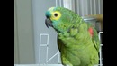 Попугай поет под Beyonce