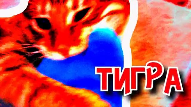 Мой кот пытается меня убить o o