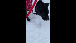 Dog Eats Snow #shorts