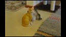Кот не хочет успокоиться