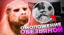 ОБЕЗЬЯНКА ДЛЯ СТАРИКОВ – Что пересаживал пациентам прообраз профессора Преображенского