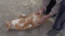 Прикольный пухлый кот