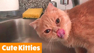 Adorable Silly Cats | Funny Pet Videos