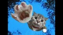Эти смешные кошки)