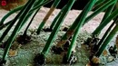 Как выглядят обычные вещи под микроскопом