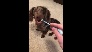 Adorable Puppy Gets Teeth Brushed #shorts