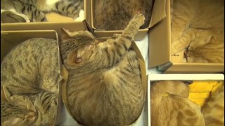 Общежитие для кошек