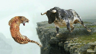 Эти Леопарды Связались Не с Тем Соперником.. Редкие Сражения Животных, Снятые на Камеру