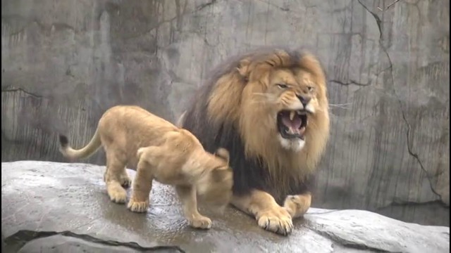 Первая встреча львят и отца / Lion cubs meet dad