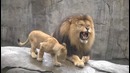 Первая встреча львят и отца / Lion cubs meet dad