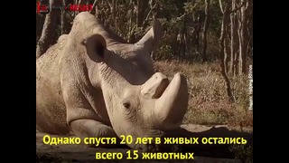 В Кении умер последний в мире самец северного белого носорога