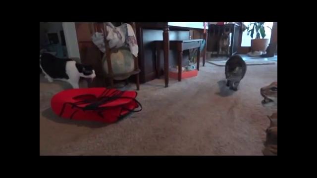 Котэ в шоке