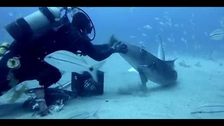 Погладить тигровую акулу