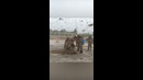 Повелитель Пчёл
