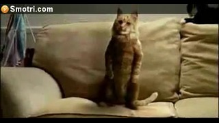 Кот танцует под майкла джексона