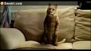 Кот танцует под майкла джексона