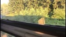 Потерялась в питере