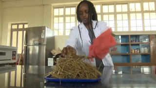 Кенийцы придумали, как с помощью травы искоренить голод
