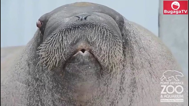 (BugagaTV) Приколы и Фейлы 2017 Август / Wins & Fails August 2017 (Part 7)