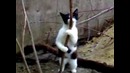 Кошачий стриптиз