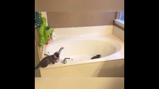 Когда коты не хотят быть мокрыми