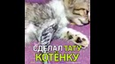 Китаец сделал тату котёнку