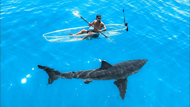 Exploring For Great White Sharks In Transparent Kayak
